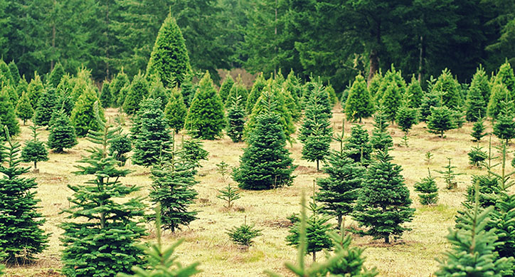 Find Your Perfect Tree at These 5 Local Christmas Tree Farms, Julie & Co. Realty