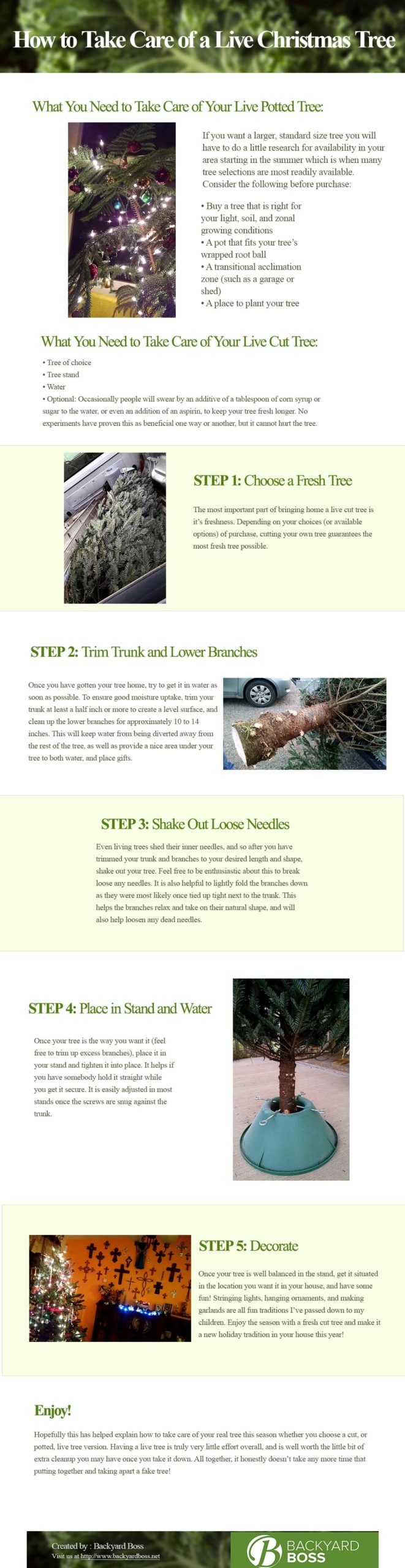 how to take care of a live christmas tree infographics