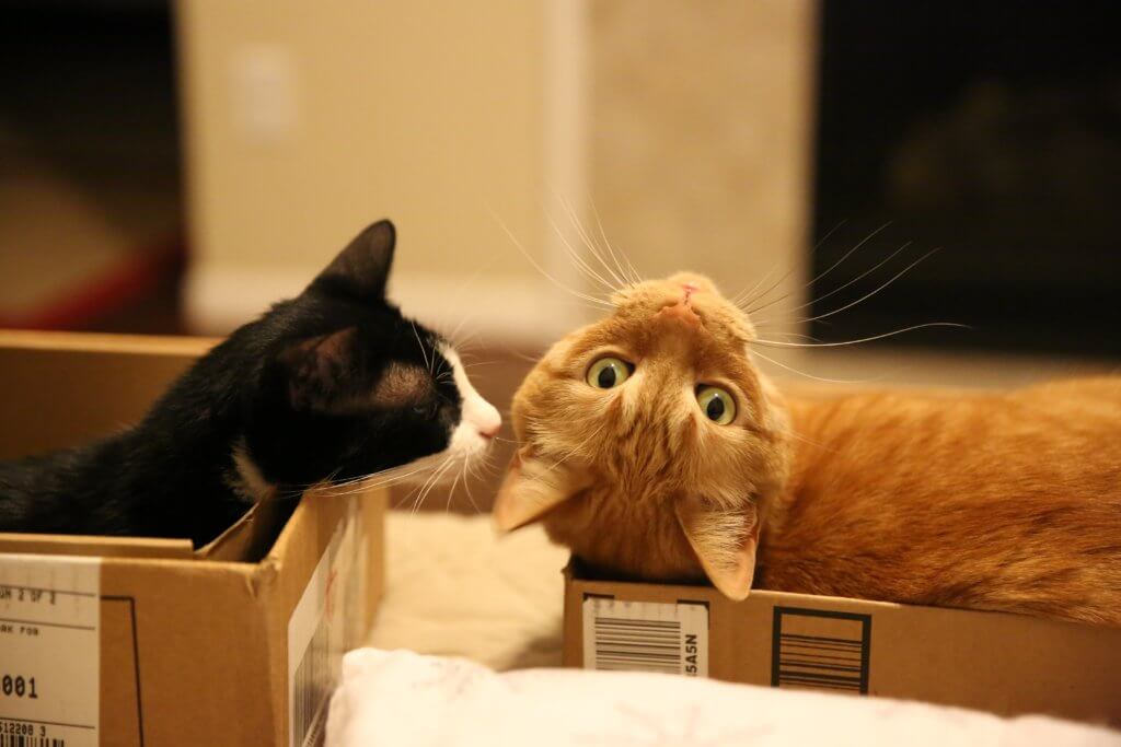 An Orange Cat and Black Cat Sitting in Boxes
