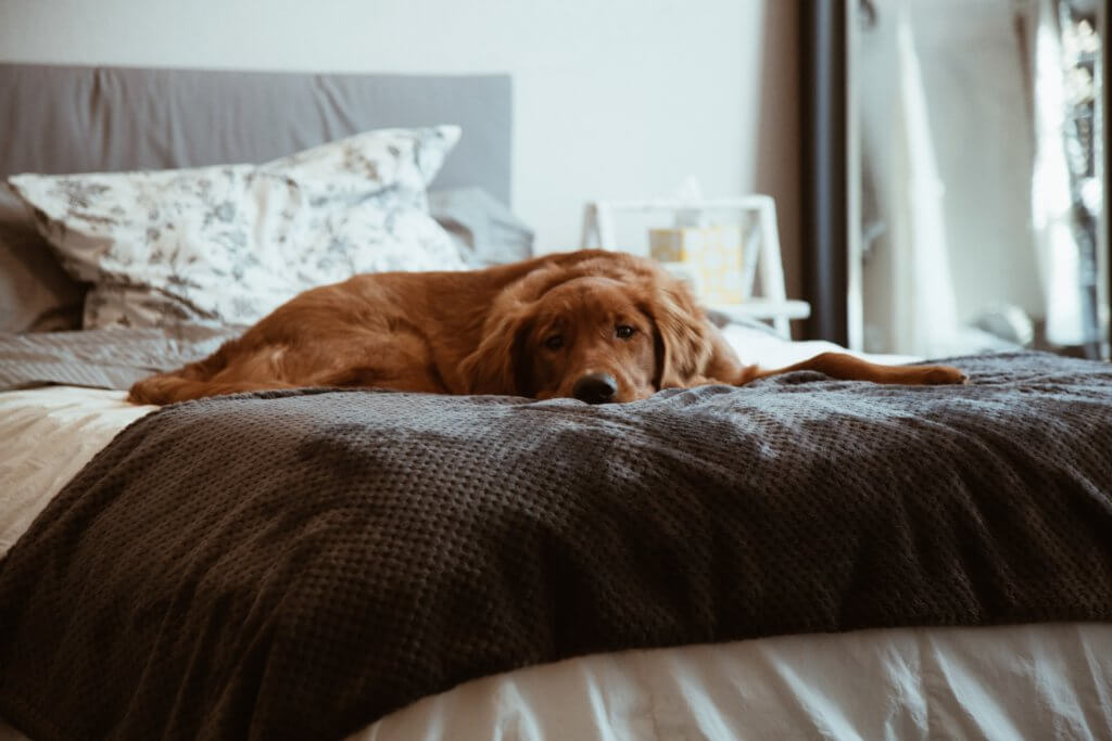 Golden Retriever Lying on a Bed 