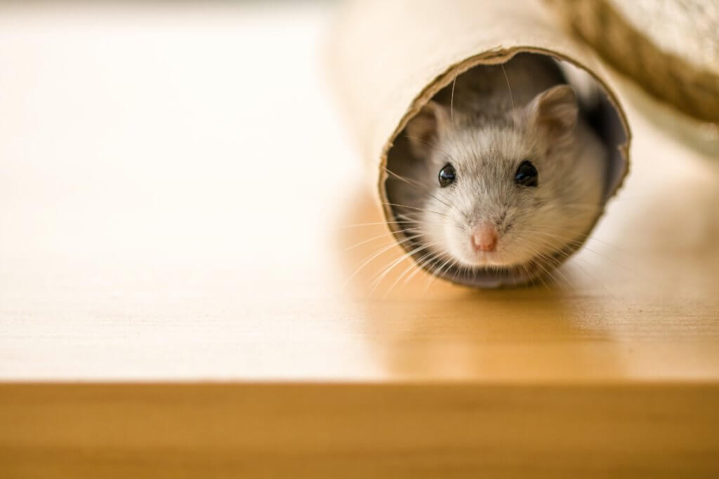 A Hamster hiding in a cardboard tube on a table