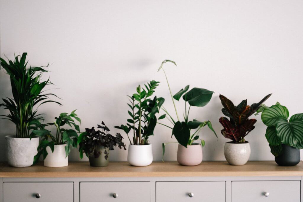 Row of Houseplants on Console Table