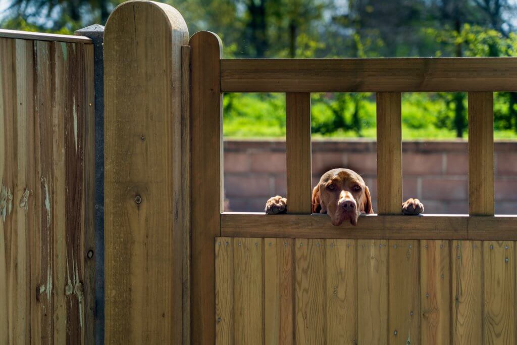 Fencing for a Dog
