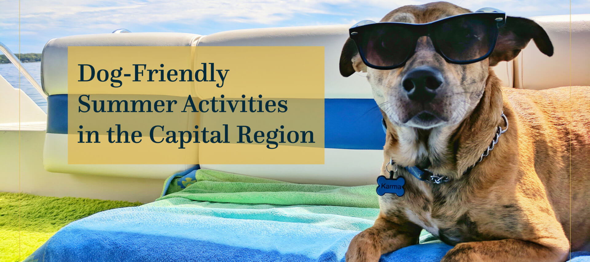 Dog-Friendly Summer Activities in the Capital Region