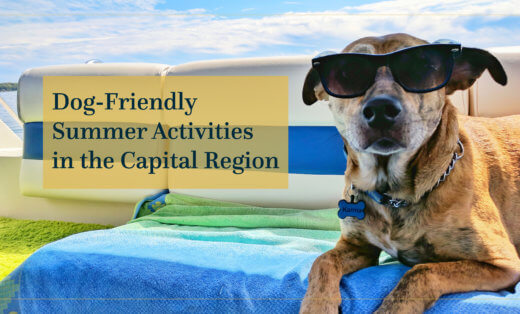 Dog-Friendly Summer Activities in the Capital Region