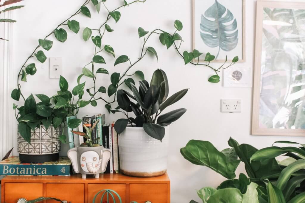 House Plants on a Console Table