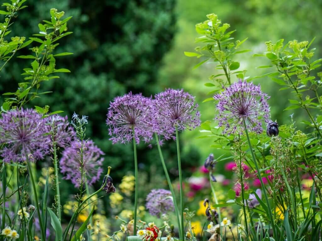 Flowers in a garden