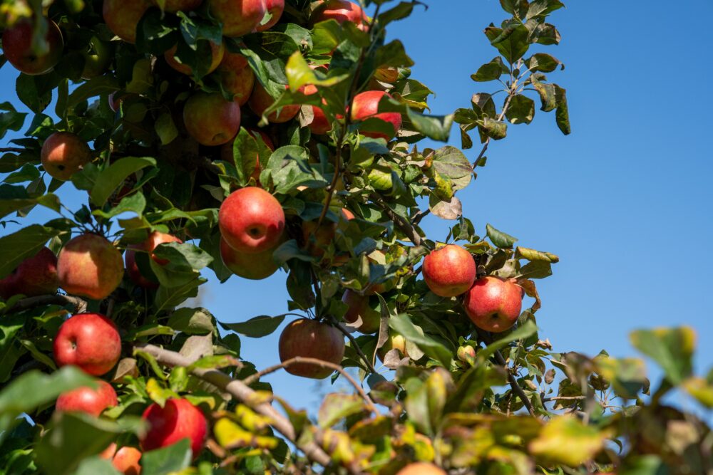Apples - Photo Credit Matt Barnard