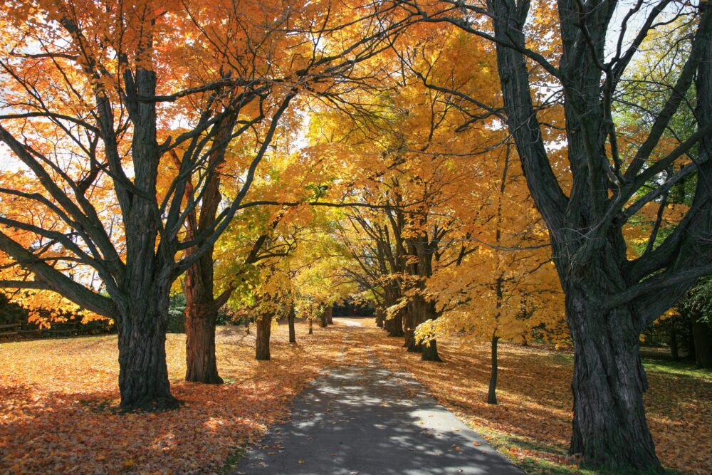 Fall Park - Photo Credit Michael Wright