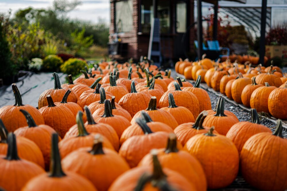 Pumpkins - Photo Credit Sandy Rojas